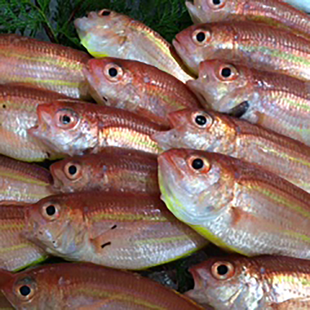 出水田鮮魚　干物セットA