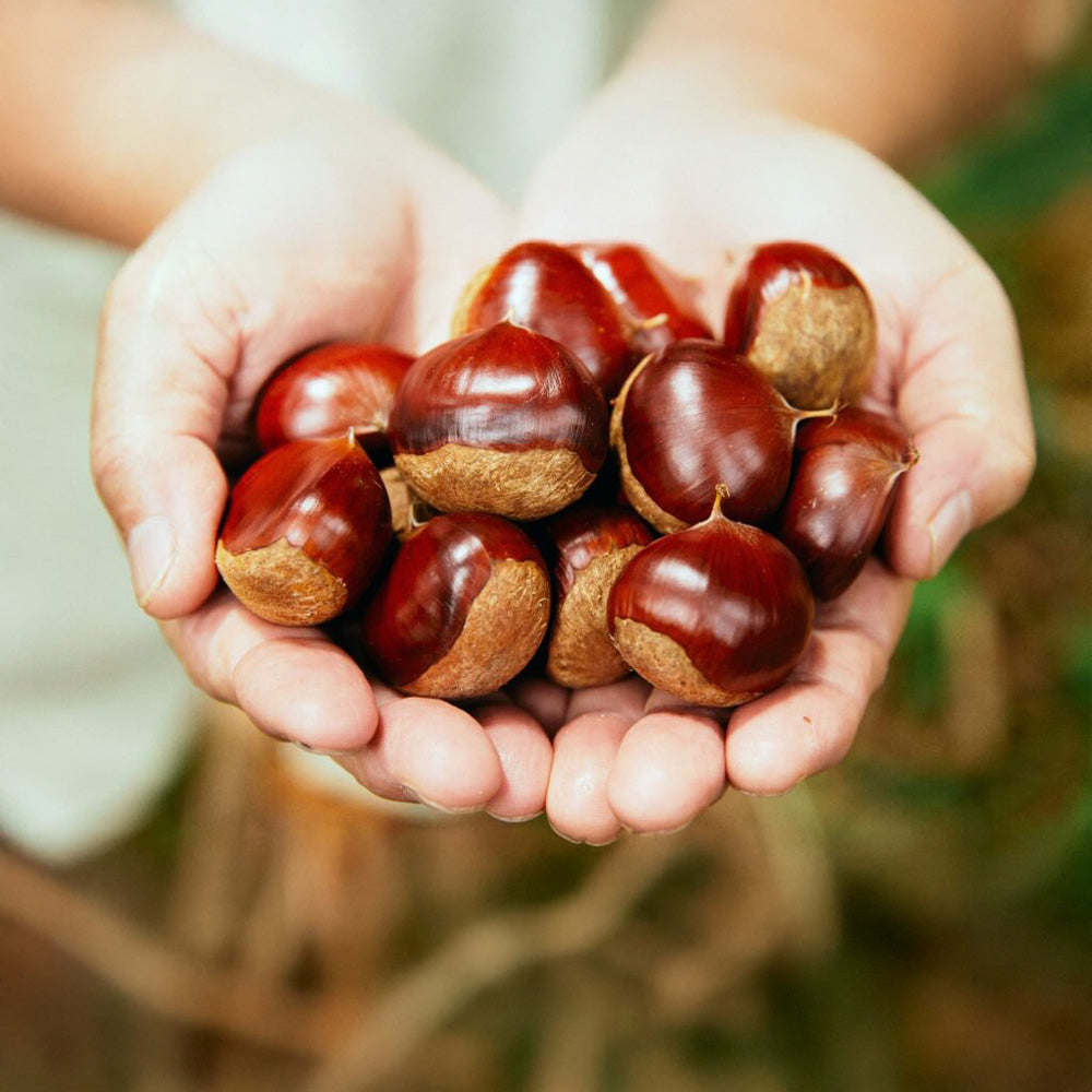 高級和栗モンブラン専門店「いも栗カボチャ」　絢爛 百万石ジェラート（9個）