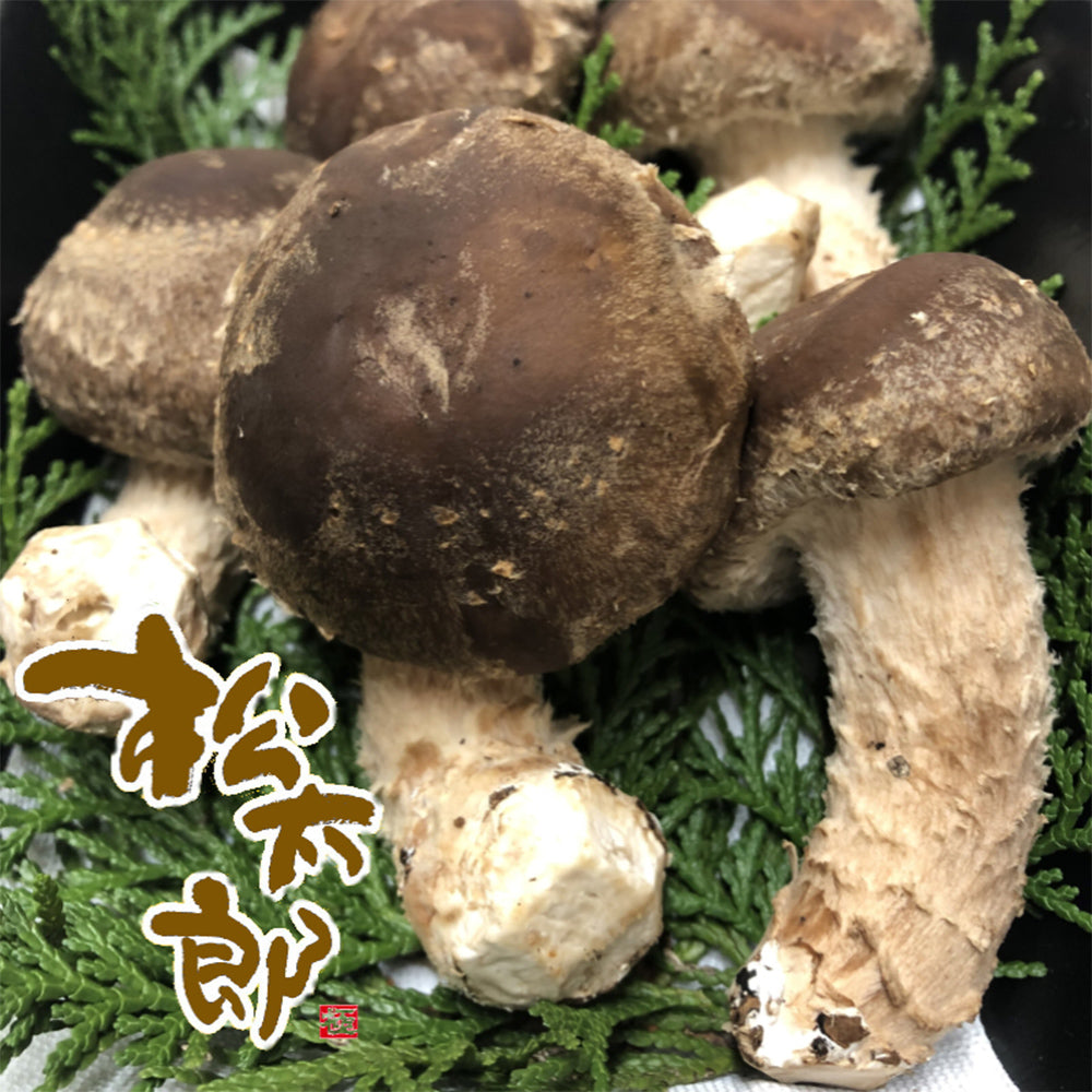 伊勢の国　松茸×椎茸菌 芳醇きのこ　松太郎 150g