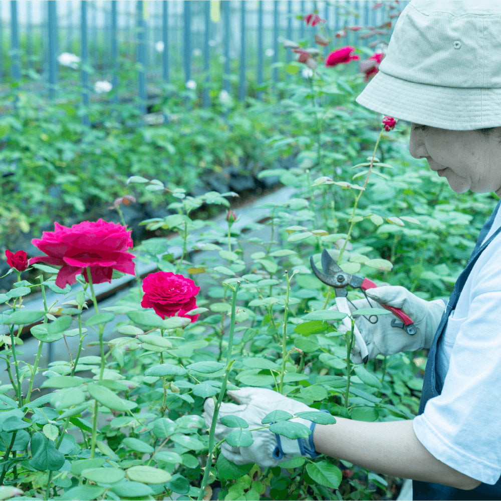 食べられるバラ農園 ROSE LABO 24ROSEローズロールオンパフューム