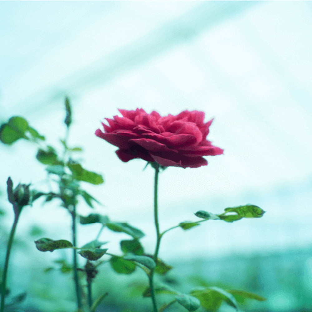 食べられるバラ農園 ROSE LABO 24ROSE ローズシャンプー