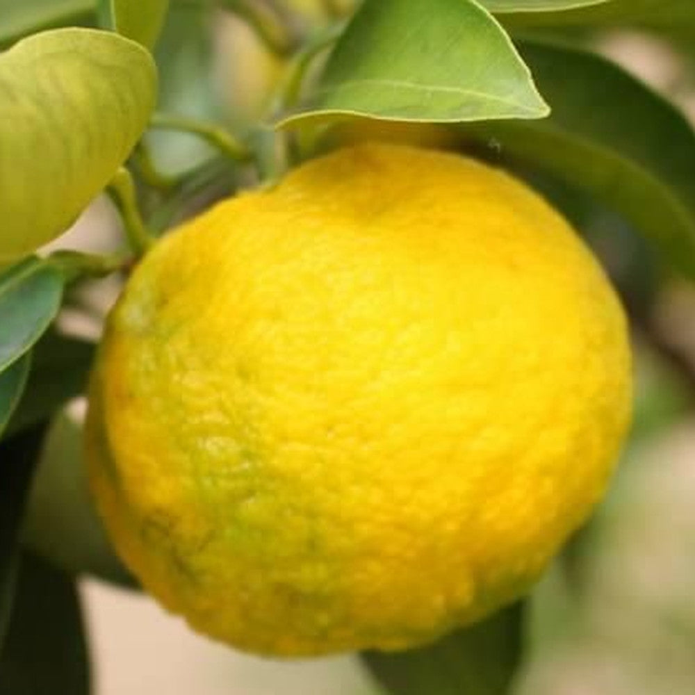 京都チーズケーキ専門店 ソラアオ　キューブおすすめ4種食べ比べセット