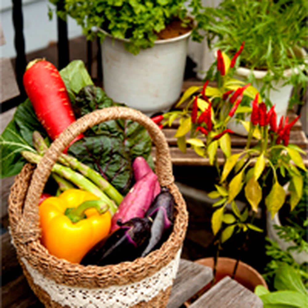 ベジターレ　とれたて野菜と果実の生ジェラート　6種食べ比べ