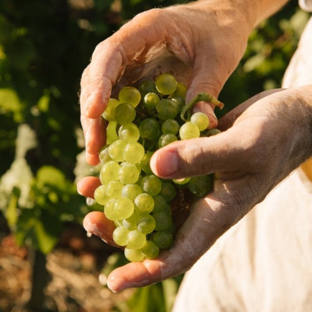 1811年創業シャンパーニュ ペリエ ジュエ ベル エポック 2016 箱入  750ml 2本