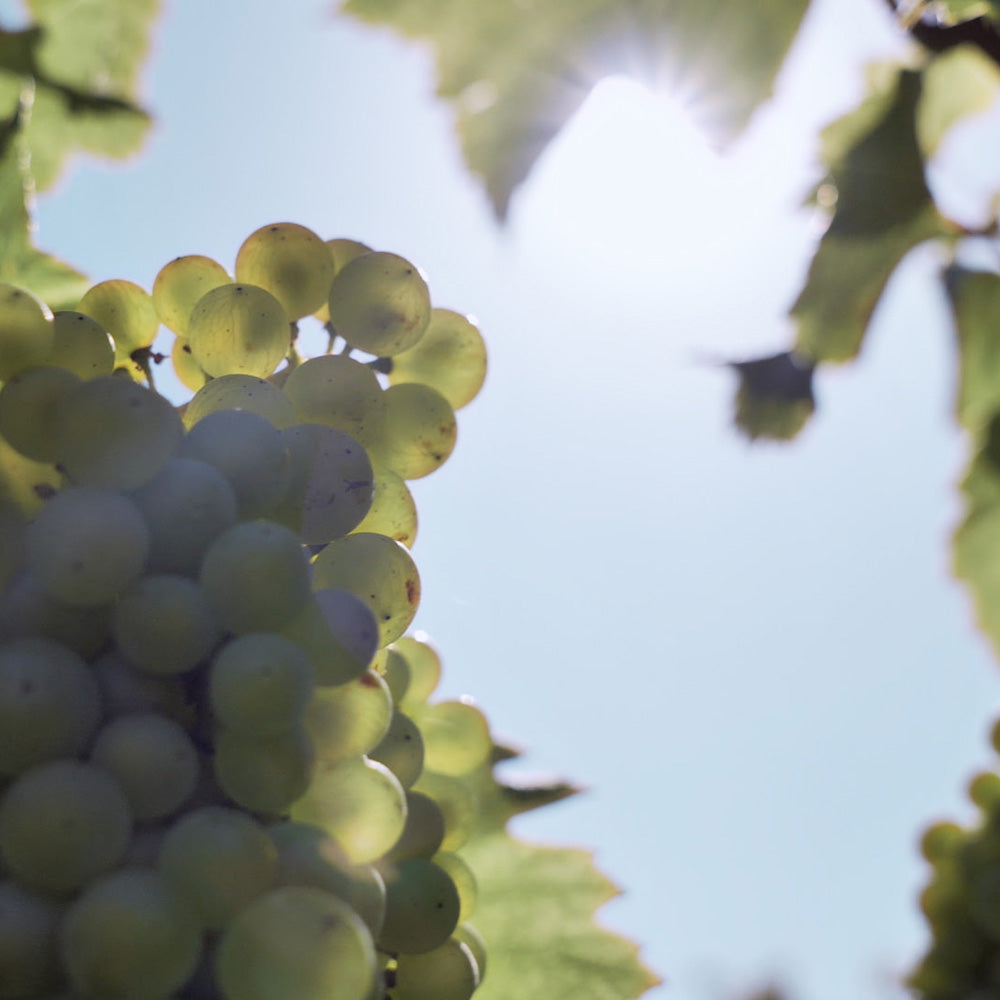 1811年創業シャンパーニュ ペリエ ジュエ ベル エポック 2016 箱入  750ml 3本