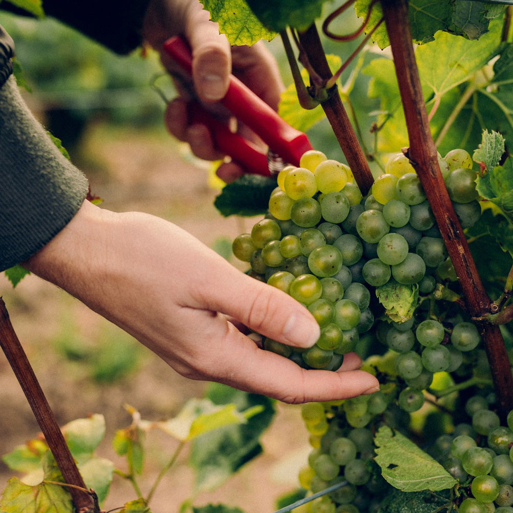 モエ・エ・シャンドン グラン ヴィンテージ ロゼ 2016 750ml箱付 2本