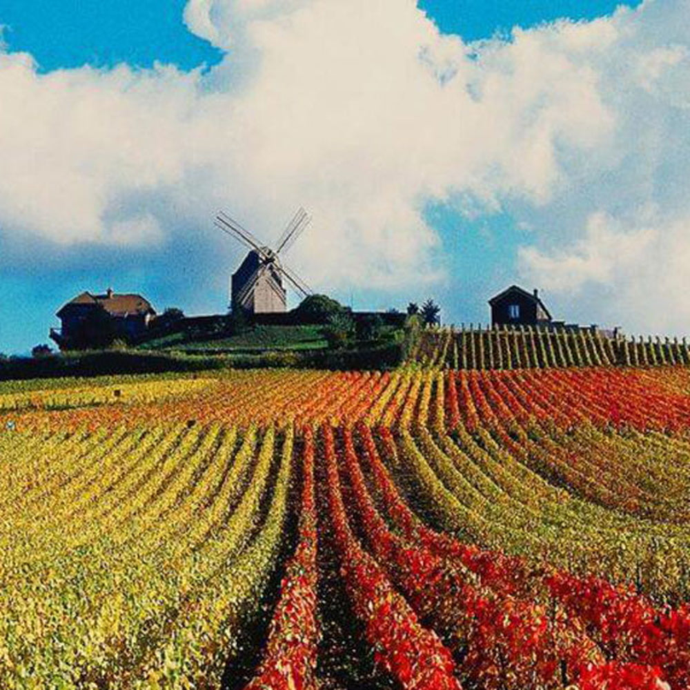 1827年創業シャンパーニュ　マム コルドン ルージュ ブリュット 箱付  750ml